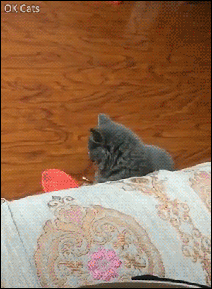 Funny cat GIF • Don't mess with your cat, he can kill your hand and he knows where you sleep! [ok-cats.com]