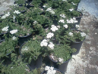 Yarrow