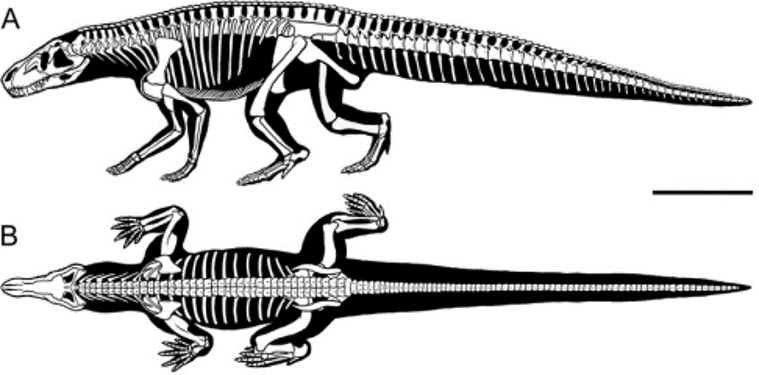 La disposición de las extremidades de este tipo de arcosaurio se distingue mucho de otros reptiles en sentido extenso, la mayoría reptiles modernos proyecta sus extremidades hacia los lados, sin embargo Rauisuchus proyecta sus extremidades hacia abajo de una manera muy semejante a como lo hacen los mamíferos y los dinosaurios.