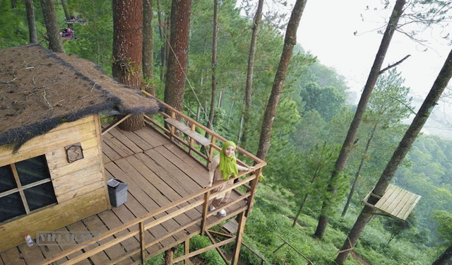 Bandung-treetop