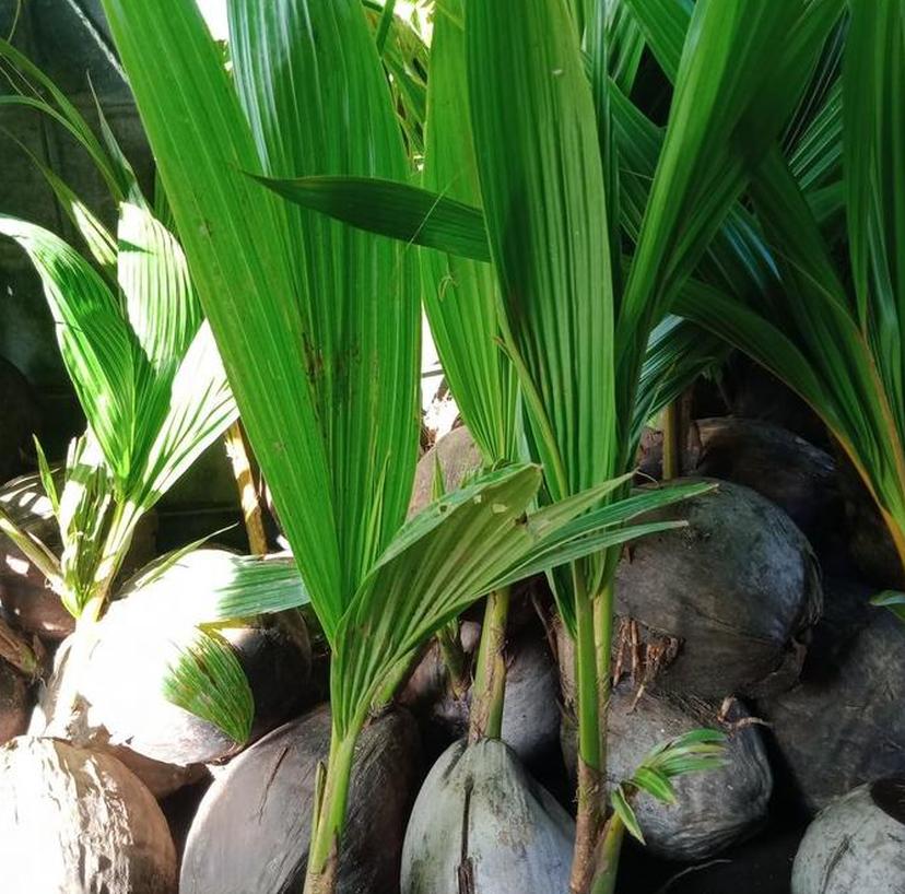 bibit kelapa hibrida cepat berbuah langsung dari pembudidaya Jawa Tengah