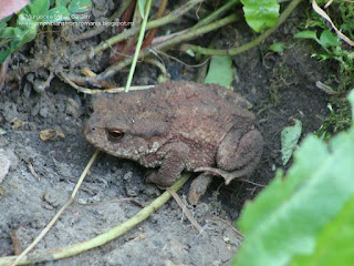 Bufo (Bufo) bufo DSC90810