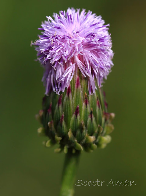 Hemisteptia lyrata