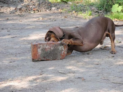 Strong Dachshund Seen On www.coolpicturegallery.us