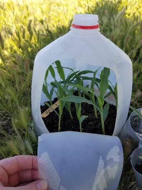 milk jug greenhouse