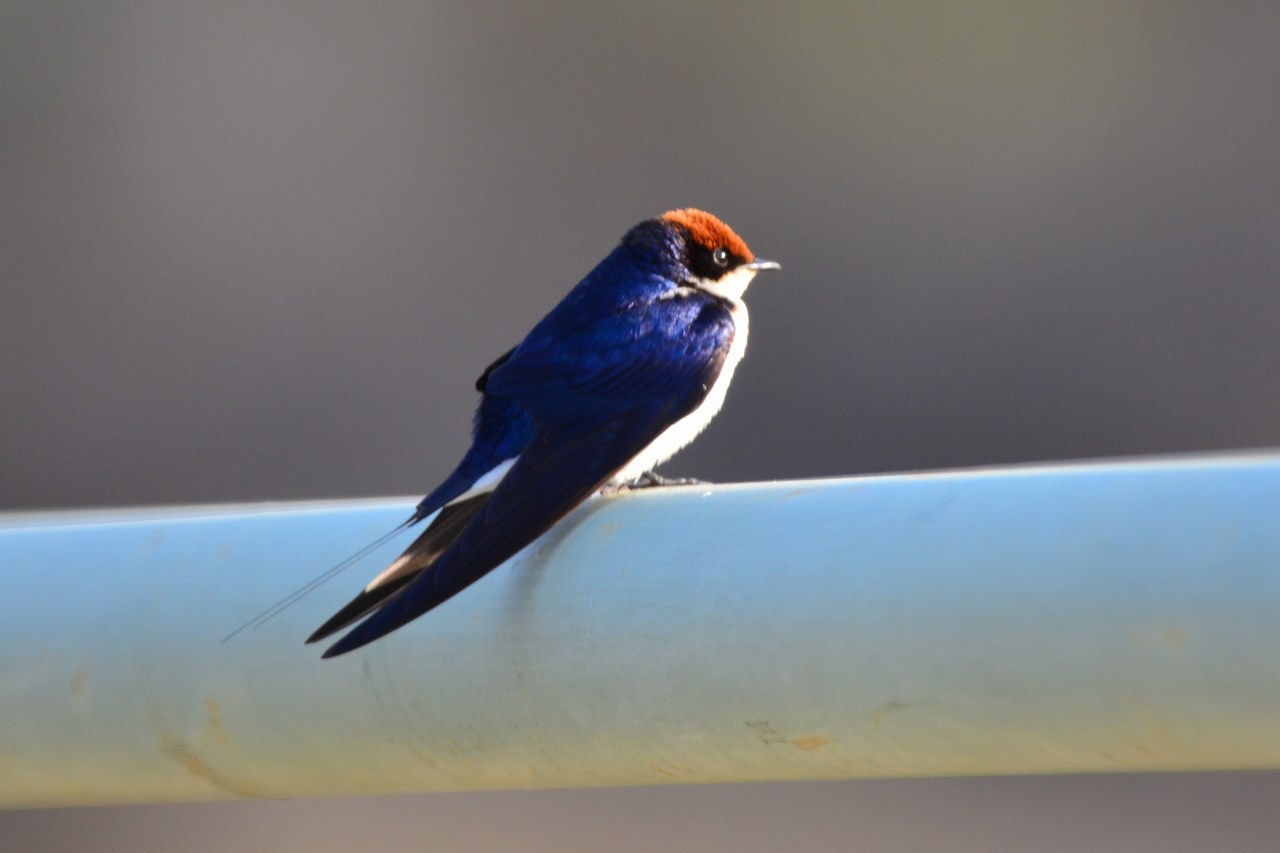 Hirundo smithii smithii