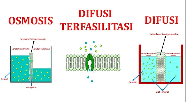 Mengenal Difusi Osmosis: Proses dan Contoh di dalam Kehidupan