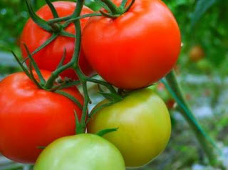 Manfaat Tomat Untuk Mencegah Kanker Ganas