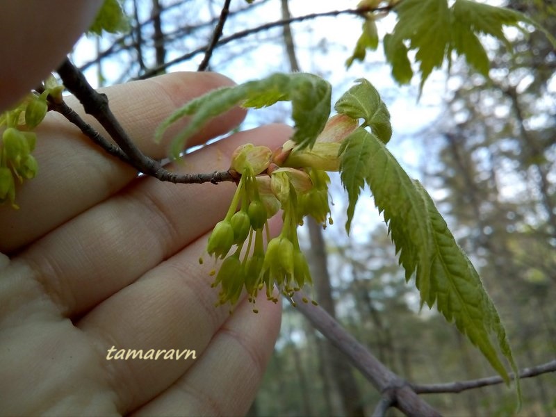 Клён бородатый / Клён бородчатонервный (Acer barbinerve)