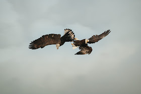 Bald eagles fighting.