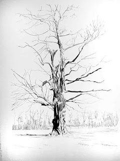 pen and ink drawings, giant tree, oak, double oak, forest, niagara river