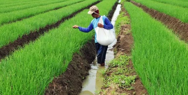 Pemupukan Bawang Merah