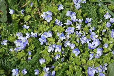 Gewone Ereprijs - Blaublomke - Veronica chamaedrys