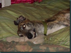 Molly, sleeping, May 2012 006