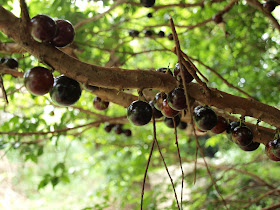樹葡萄（嘉實果）樹幹上的果實