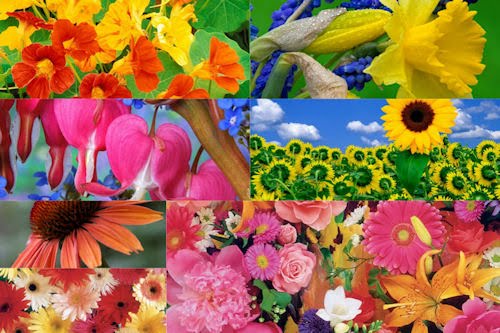 Flores del campo VI (7 beautiful colors flowers)