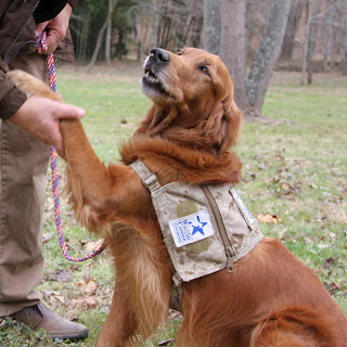 Registration of a service dog is legal