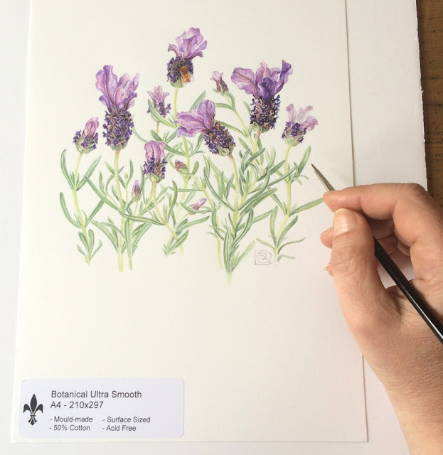 Artist Shevaun Doherty's hand with brush and a watercolour painting of Spanish lavender