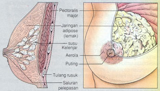 anatomi Mamae(payudara) 2