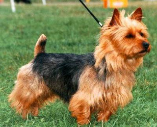 Australian Terrier Dog Picture