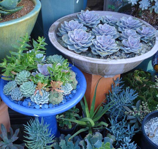 large flower pot ideas Succulents Bird Bath Ideas | 540 x 507