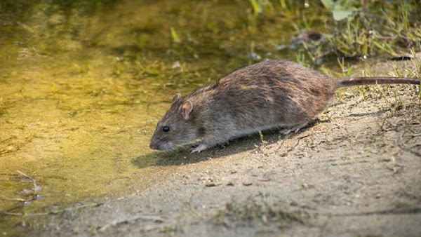 LA RÉUNION : DES CAS DE LEPTOSPIROSE, «LA MALADIE DU RAT», SE MULTIPLIENT METTANT EN ALERTE LES AUTORITÉS