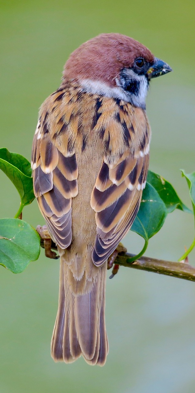 Picture of an lovely sparrow.