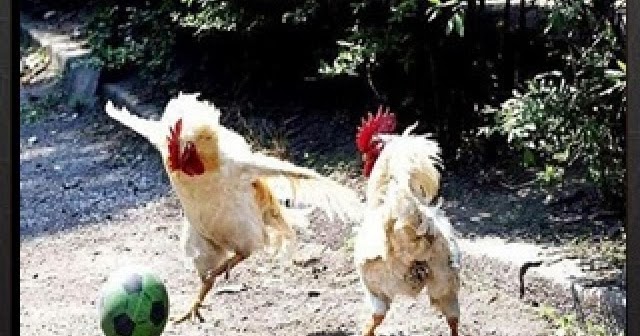  Ayam  Bermain Sepakbola Aneka Foto  Lucu 