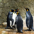  पेंगुइन के बारे में कुछ रोचक तथ्य - Penguin Facts In Hindi