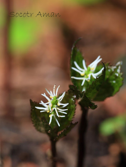 Chloranthus japonicus