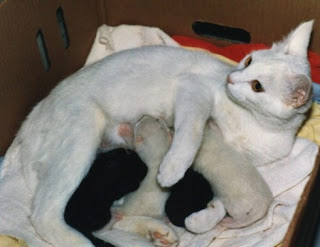Pflege für Katzen Anggora zwar gut und wahr schwanger