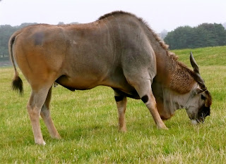 Giant Eland