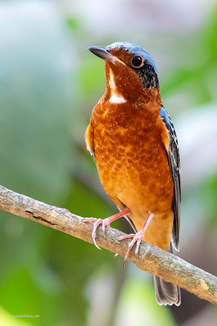 An Bui 2024 Dong Nai - White Throated Rock Thrush (Hoét đá họng trắng)