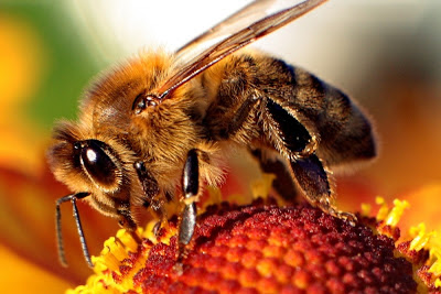 Bee Wallpaper