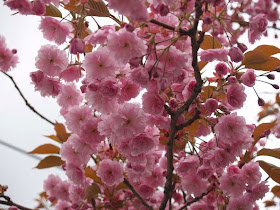 flowers-petals-pink-spring