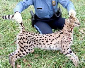 Chat serval
