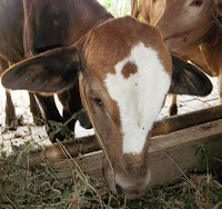 harga sapi qurban kurban kambing 2013 x