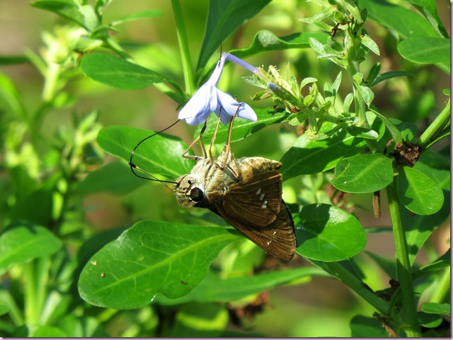 mothIMG_7830