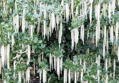 Catkins of Garrya elliptica?