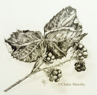 blackberries botanical art sketch