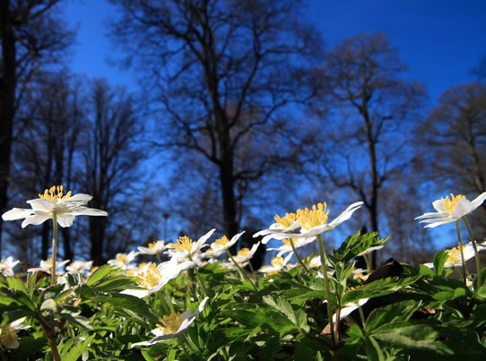 European flora