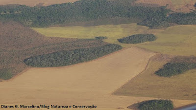 Desmatamento, APA do Lago de Palmas, biodiversidade, aves do Tocantins, aves do cerrado, mamíferos, plantas, lago de Palmas, perda de habitat, extinção, naturatins, aves ameaçadas de extinção, biologia, ecologia, meio ambiente, animais, animal, natureza