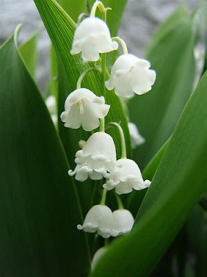 A delicate and fragrant sign of spring, the Lily of the Valley 