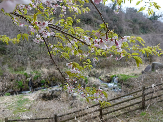 別所川渓流植物園　カワヅザクラ（河津桜）