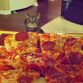 Funny cats - part 88 (40 pics + 10 gifs), cat wants some pizza