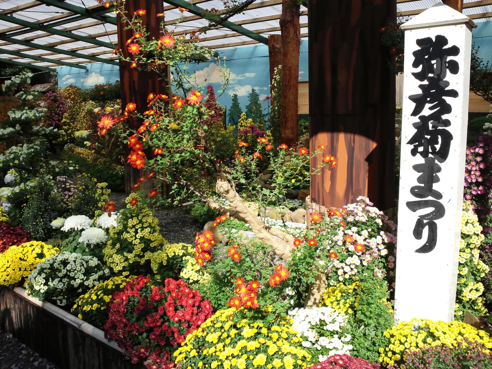 下町柳都の日記です 弥彦菊まつり に行ってきました