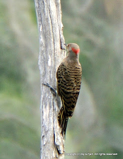 Common Flicker