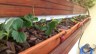 Jardineras de fresas