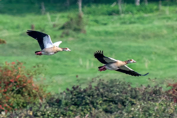 Egyptian goose