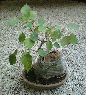 peepal root over rock bonsai